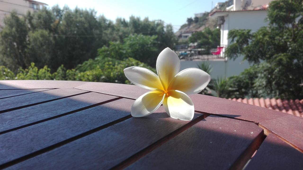 Plumeria Flowery Agios Kirykos  Ngoại thất bức ảnh